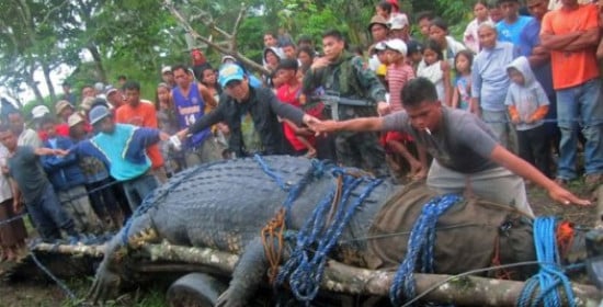 Κροκόδειλος - γίγας φέρνει τουρίστες στις Φιλιππίνες (video)