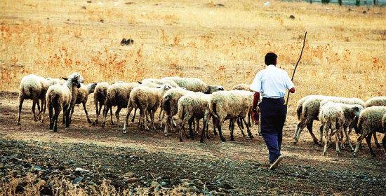 Καταβολή 30 εκατ. ευρώ για ενίσχυση της κτηνοτροφίας - Κατ’ αποκοπή τα ποσά στους δικαιούχους 
