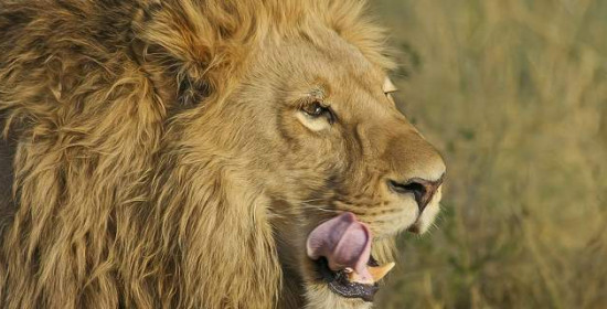 Παραλίγο τραγωδία - Μητέρα πάλεψε με λιοντάρι και έσωσε τον γιο της