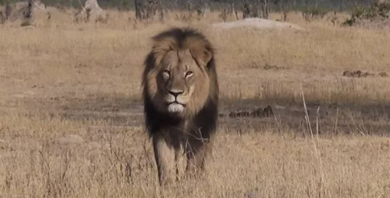 Σεσίλ: Παγκόσμια κατακραυγή για τη δολοφονία του πιο διάσημου λιονταριού