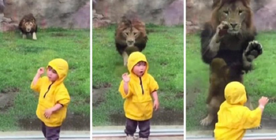 Βίντεο: Η τρομακτική στιγμή που ένα λιοντάρι ορμάει σε παιδάκι