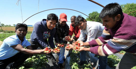 Ηλεία: Σε αναμμένα καρφιά οι παραγωγοί φράουλας
