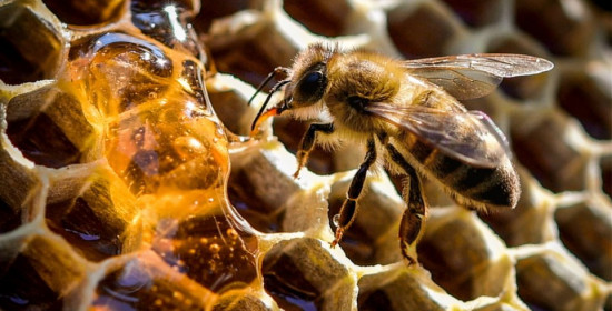 Μια μέλισσα μπορεί σταματήσει την παγκόσμια εξάρτηση από τα πλαστικά, σύμφωνα με Αυστραλούς