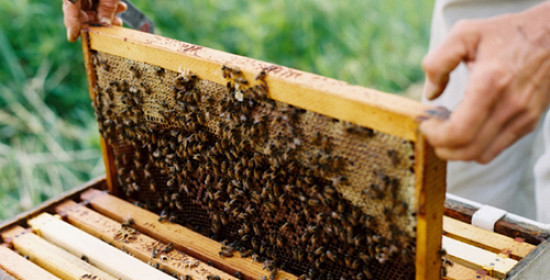 Ηλεία: Στροφή των νέων στην μελισσοκομία 
