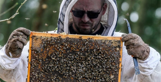 Η ΕΕ απαγόρευσε τρία εντομοκτόνα για να προστατεύσει τις μέλισσες