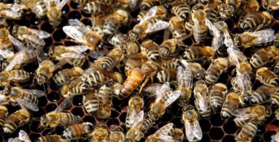 Οι μέλισσες φαίνεται να κατανοούν την έννοια του μηδενός