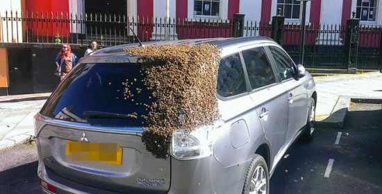 20.000 μέλισσες ακολουθούσαν ένα αυτοκίνητο επί δύο μέρες γιατί είχε εγκλωβιστεί η βασίλισσά τους