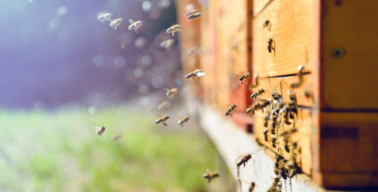 Οι μέλισσες-δολοφόνοι που φτιάχτηκαν από ένα επιστημονικό πείραμα που πήγε στραβά