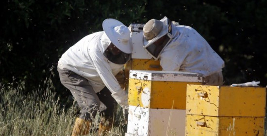 Ηλεία: Αναρτήθηκαν οι καταστάσεις για τους μελισσοκόμους 