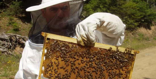 Ταχύρρυθμο Σεμινάριο κατάρτισης Μελισσοκόμων στο ΕΒΕ Ηλείας