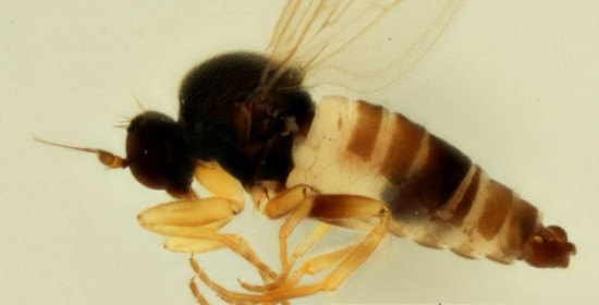 Ανακαλύφθηκε νέο είδος μύγας στο Βέλγιο
