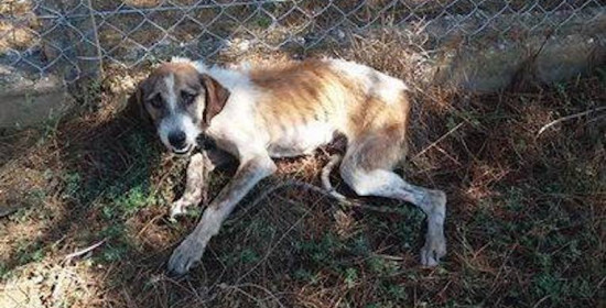 Μακρίσια: Σκελετωμένο σκυλί θύμα φόλας