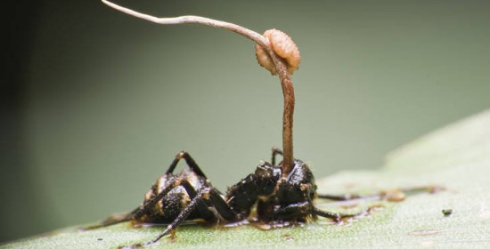 Το παράσιτο που ελέγχει το μυαλό και κάνει το μυρμήγκι . . . ζόμπι