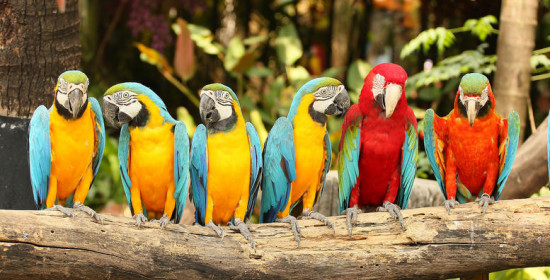 Χανιά: Έκλεψαν 50 παπαγάλους από τον δημοτικό κήπο