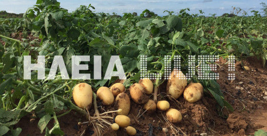 Μειωμένες οι εκτάσεις στη φθινοπωρινή πατάτα στην Ηλεία 