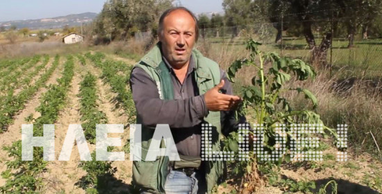 Βυτινέϊκα Πύργου: Ξεριζώνουν και κλέβουν τις πατάτες από το χωράφι (video HD)