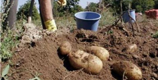 Στα 50 λεπτά/κιλό ξεκίνησε η συγκομιδή πατάτας σε Ηλεία και Αχαΐα - Αισιόδοξοι φέτος οι παραγωγοί