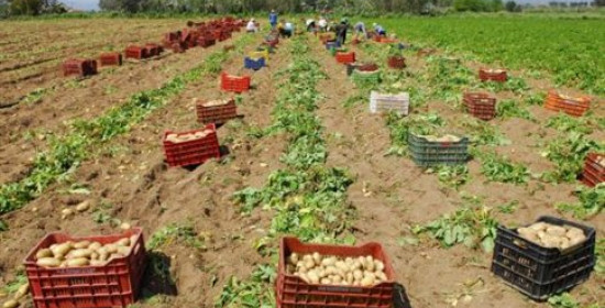 Απίστευτο: Σήκωσαν τρεις τόνους πατάτας μέσα από χωράφι στην Ηλεία