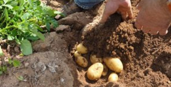 Αιτωλοακαρνανία: Κλέψανε όλες τις πατάτες από χωράφι στην Παλαιοκαρυά