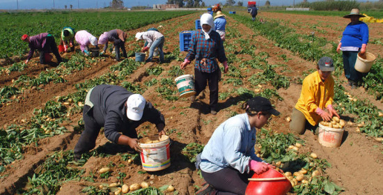 Μειωμένη κατά 30-35% η παραγωγή πατάτας στην Ηλεία 