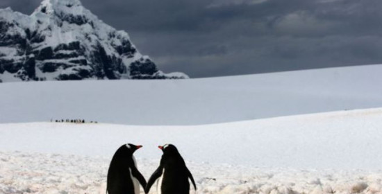 Το μυστήριο της ακοής των πιγκουίνων