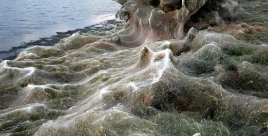 Αιτωλικό: Απίστευτες εικόνες στην παραλία - Το πέπλο που έφτιαξαν αράχνες κάλυψε τα πάντα