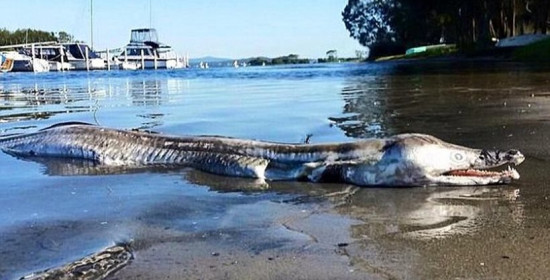 Μυστηριώδες πλάσμα ξεβράστηκε στις όχθες λίμνης στην Αυστραλία