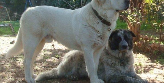 Διευθύντρια Αγροτικής Οικονομίας & Κτηνιατρικής: Υποχρεωτικός ο εμβολιασμός ποιμενικών και κυνηγετικών σκύλων για λύσσα