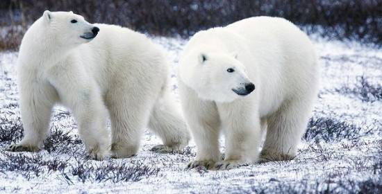 Ερευνα: Η κλιματική αλλαγή απειλεί τις πολικές αρκούδες - Σε λίγα χρόνια δεν θα βρίσκουν τροφή