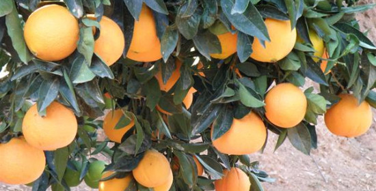 Κοντογιάννης: Να διερευνηθούν όλες οι καταγγελίες για παράνομες εξαγωγές πορτοκαλιών