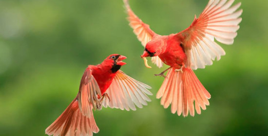 Εξωτικά πουλιά υπό εξαφάνιση βρήκαν ένα νέο ασφαλές σπίτι
