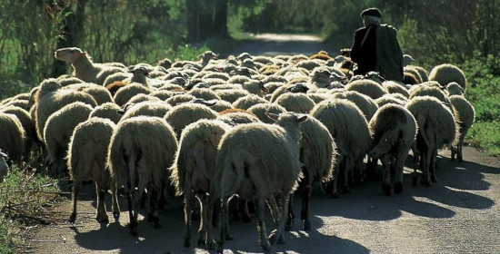 Δυτ. Ελλάδα: Αιτήσεις για αποζημίωση σε κτηνοτρόφους για τον καταρροϊκό πυρετό
