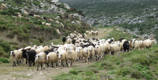 Λαμπεία: Δήλωσε κλοπή τα πρόβατα και τα βρήκε την άλλη μέρα