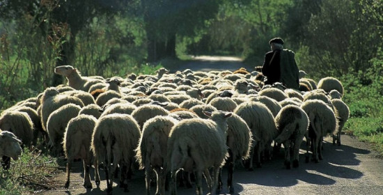 Κοντογιάννης: Να αποζημιωθούν οι κτηνοτρόφοι για τον καταρροϊκό πυρετό στα αιγοπρόβατα