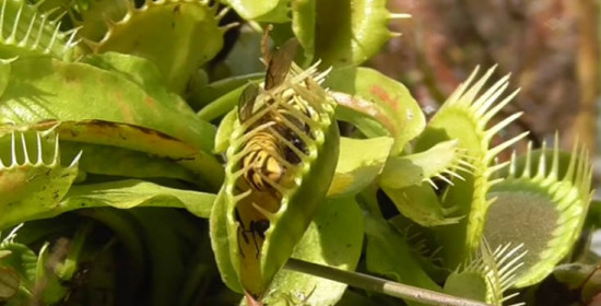 Πώς αιχμαλωτίζει ένα σαρκοφάγο φυτό τις σφήκες