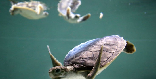 Δέκα παράξενα δεδομένα και αλήθειες για τις χελώνες