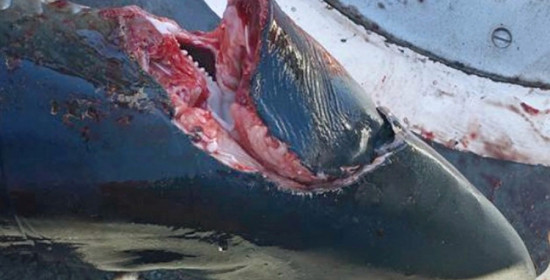 "Θρίλερ" στα παράλια της Μεγάλης Βρετανίας - Τι είναι αυτό που τρώει καρχαρίες