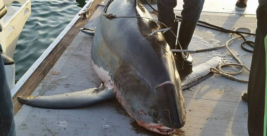 Έπιασαν καρχαρία 6,5 μέτρων στην Καλιφόρνια