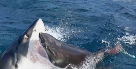 Καρχαρίας εναντίον καρχαρία γιατί η φύση είναι ανηλεής!