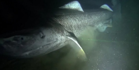 Τo απόκοσμο πρόσωπο του καρχαρία της Γροιλανδίας που φτάνει σε ηλικία τα 270 χρόνια