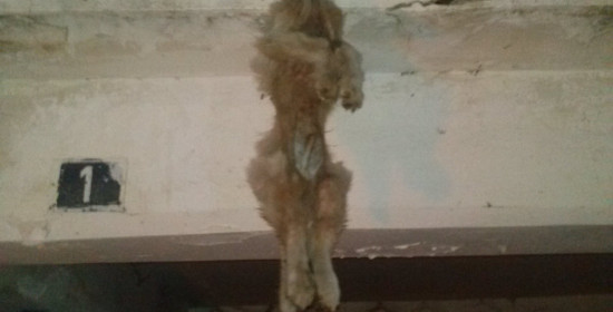 Εικόνα φρίκης στα Λεχαινά - Κρέμασε ζωντανό μικρό σκυλάκι από το μπαλκόνι