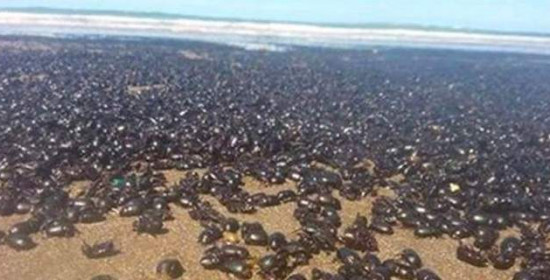 Τρόμος στην Αργεντινή - Εκατομμύρια σκαθάρια βγήκαν στην επιφάνεια της Γης για να ζευγαρώσουν