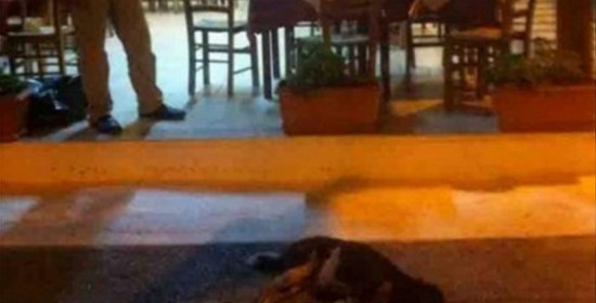 Εύβοια: Πανελλήνια κατακραυγή για τον ταβερνιάρη που σκότωσε σκυλάκι