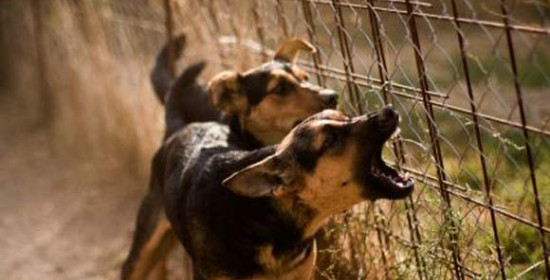 Καπελέτο: Συνέλαβαν 58χρονο γιατί είχε 25 σκύλους στην αυλή του 