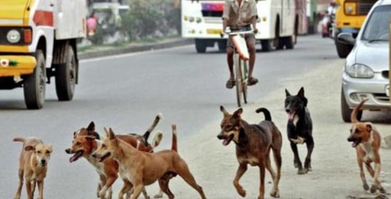 Ινδία: Αγέλη αδέσποτων σκύλων κατασπάραξε 65χρονη και επιτέθηκε στο γιο της!