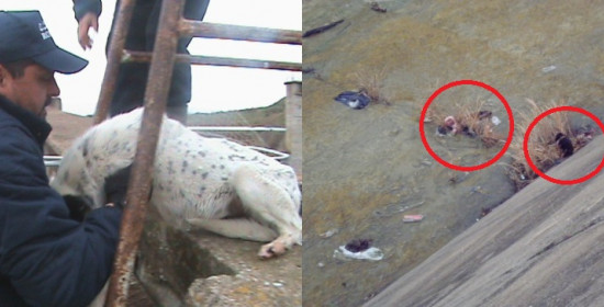 Πηνεία: Εικόνες φρίκης με σκυλιά που τρώνε δεκάδες άλλα νεκρά μέσα σε τάφρο