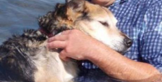 Πάτρα: Έπεσε στο λιμάνι για να σώσει το σκύλο του - Τον ανέσυραν οι περαστικοί