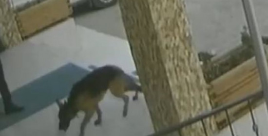Βίντεο: Τραυματισμένος σκύλος πήγε μόνος του σε νοσοκομείο για βοήθεια