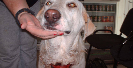 Υπόθεση βασανισμού σκύλου στον Πύργο - Έφεση κατά της αθωωτικής απόφασης άσκησε ο Εισαγγελέας