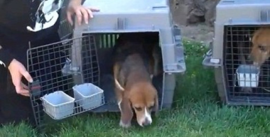 Σκυλιά – πειραματόζωα βγήκαν για 1η φορά από το κλουβί τους (video)